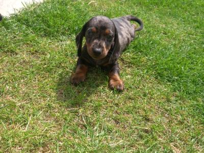 Miniature Dachshund puppies in Kilkenny