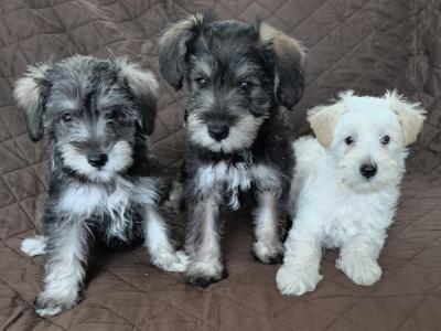 Miniature Schooodle puppies in Wexford