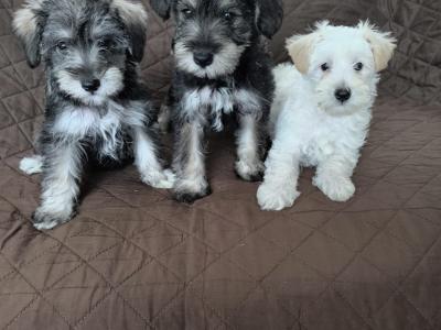 Miniature Schooodle puppies in Wexford