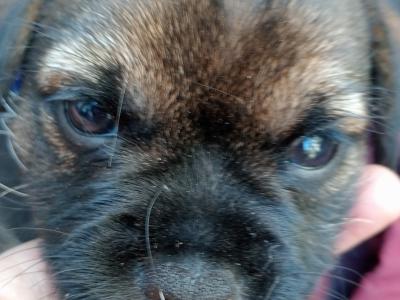 Beautiful Border Terrier Puppies