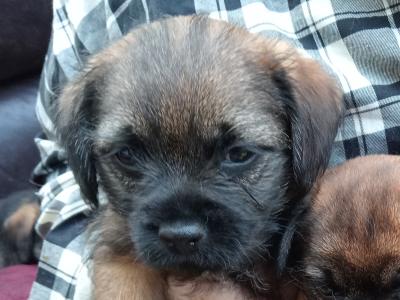 Beautiful Border Terrier puppies in Dublin