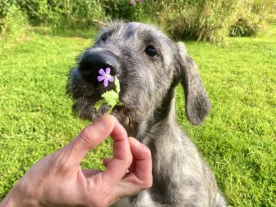 IKC Registered Purebred Irish Wolfhound puppies in Offaly
