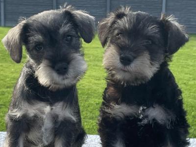 IKC Registered miniature Schnauzer puppies in Laois