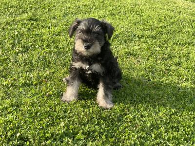 IKC Registered miniature Schnauzer puppies in Laois