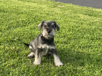IKC Registered miniature Schnauzer puppies in Laois