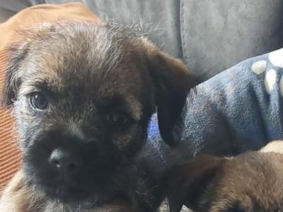 Border Terrier puppies in Wexford