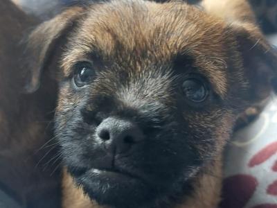 Border Terrier puppies in Wexford