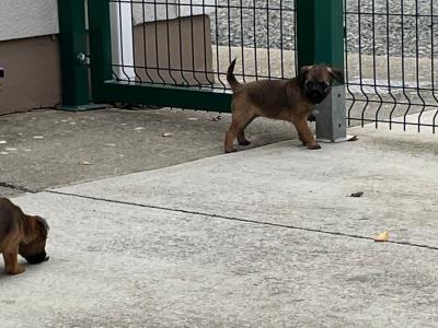 Border Terrier puppies in Wexford