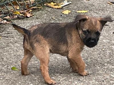 Border Terrier puppies in Wexford