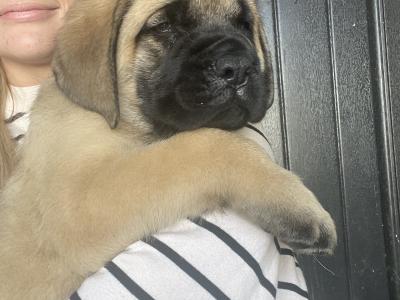 IKC Registered(pending) English Mastiff puppies in Antrim. 1 male and 2 females available