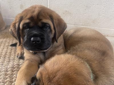 IKC Registered(pending) English Mastiff puppies in Antrim. 1 male and 2 females available