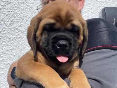 English Mastiff pups in Antrim. 1 male and 2 females available