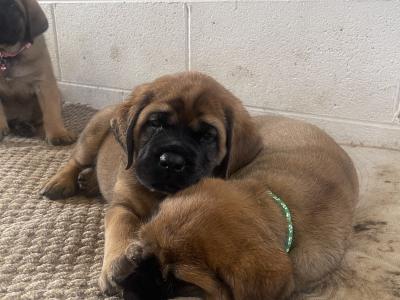 IKC Registered(pending) English Mastiff puppies in Antrim. 1 male and 2 females available