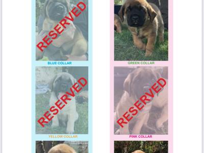 IKC Registered(pending) English Mastiff puppies in Antrim. 1 male and 2 females available