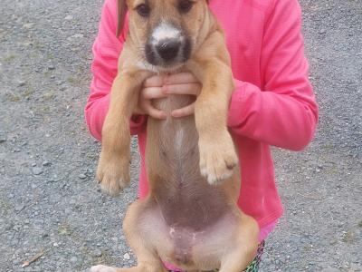 Patrerdale Terrier x Border Terrier puppies in Longford