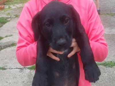 Patrerdale Terrier x Border Terrier puppies in Longford