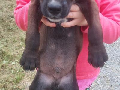 Patrerdale Terrier x Border Terrier puppies in Longford