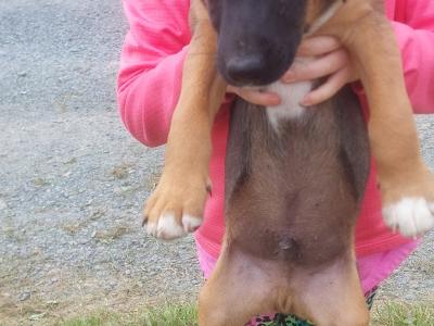 Patrerdale Terrier x Border Terrier puppies in Longford