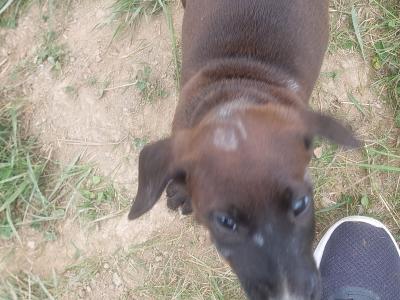 Patrerdale Terrier x Border Terrier puppies in Longford