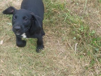 Patrerdale Terrier x Border Terrier puppies in Longford