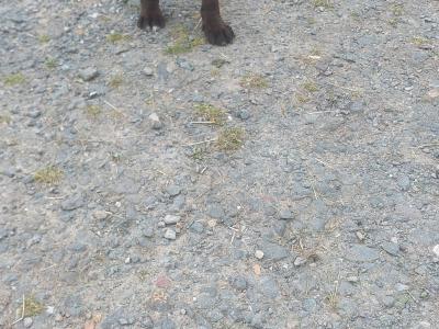 Patrerdale Terrier x Border Terrier puppies in Longford
