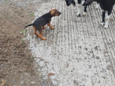 Patrerdale Terrier x Border Terrier puppies in Longford