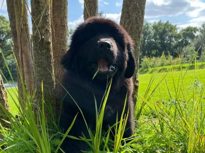IKC Pedigree Newfoundland puppies in Cork Brown Male €1,800