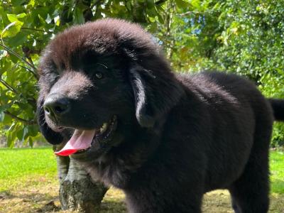 IKC Pedigree Newfoundland puppies in Cork Brown Male €1,800