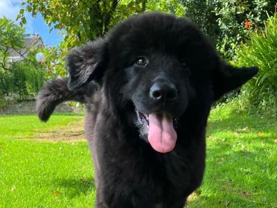 IKC Pedigree Newfoundland puppies in Cork Brown Male €1,800