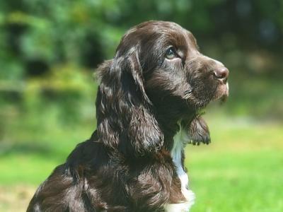 Cocker Spaniel puppies in Carlow