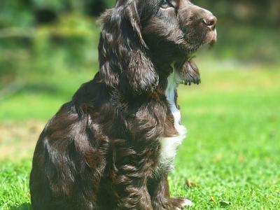 Cocker Spaniel puppies in Carlow