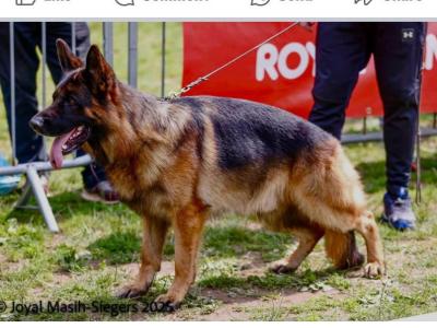 IKC Registered Unique German Shepherd puppies in Tipperary