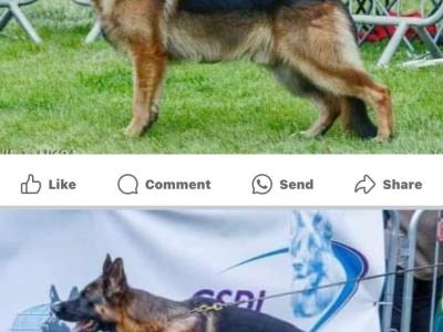 IKC Registered Unique German Shepherd puppies in Tipperary