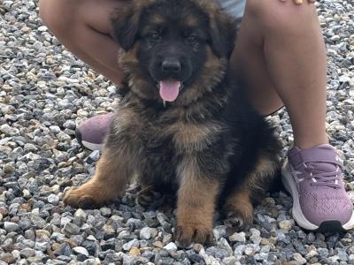 IKC Registered Unique German Shepherd puppies in Tipperary