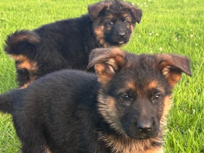 Unique German Shepherd bloodlines