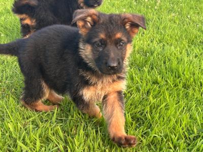 IKC Registered Unique German Shepherd puppies in Tipperary