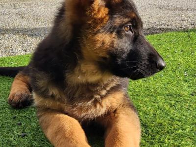 IKC Registered Unique German Shepherd puppies in Tipperary