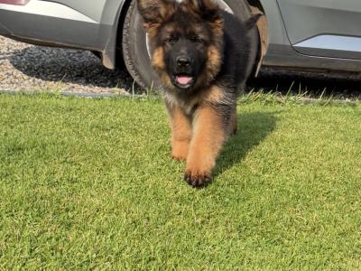 IKC Registered Unique German Shepherd long hair male in Tipperary