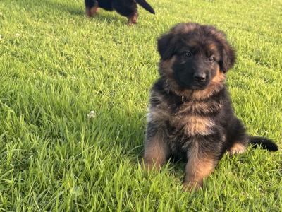 IKC Registered Unique German Shepherd puppies in Tipperary