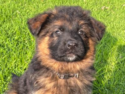 IKC Registered Unique German Shepherd puppies in Tipperary