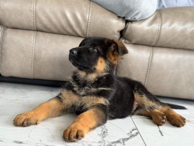 IKC Registered Unique German Shepherd puppies in Tipperary