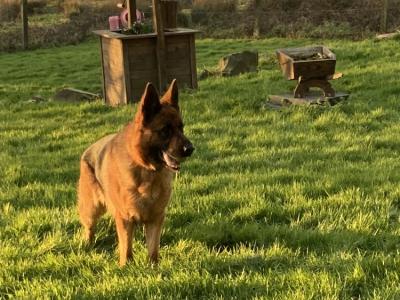 IKC Registered Unique German Shepherd puppies in Tipperary