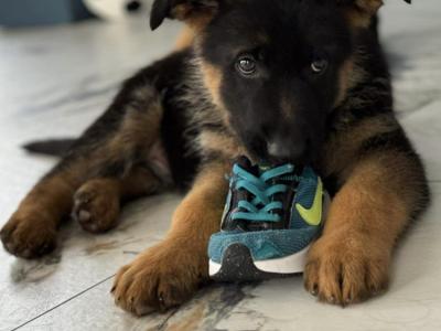 IKC Registered Unique German Shepherd puppies in Tipperary