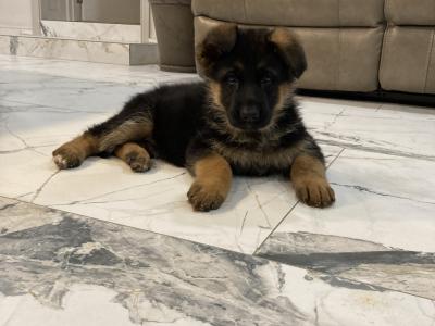 IKC Registered Unique German Shepherd puppies in Tipperary