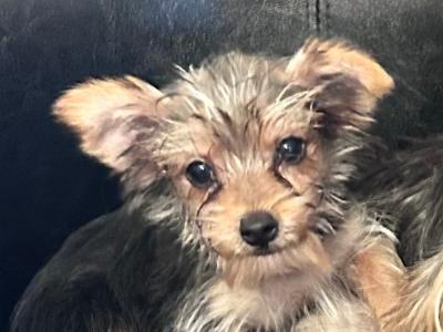 Very small female Yorkshire Terrier puppy for sale in Wexford