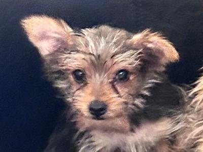 Very small female Yorkshire Terrier puppy for sale in Wexford