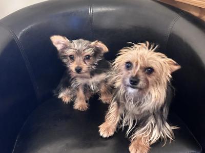 Very small female Yorkshire Terrier puppy for sale in Wexford