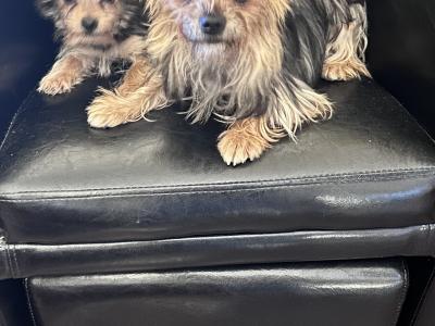 Very small female Yorkshire Terrier puppy for sale in Wexford