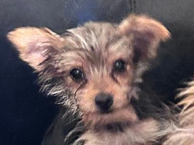 Very small female Yorkshire Terrier puppy for sale in Wexford