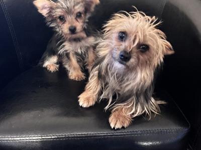 Very small Yorkshire terrier pup for sale